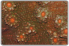Orange Eye Chalice Coral